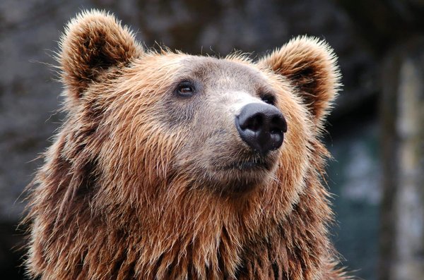 Est-il possible de louer une cabane en Alaska avec des excursions pour observer les ours?