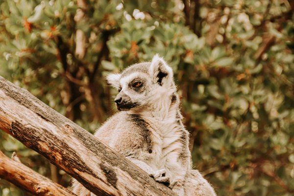 Comment organiser une croisière pour visiter les réserves naturelles de Madagascar?